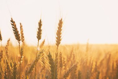 Gün batımında buğdaylı tarla