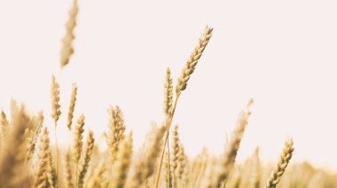 Gün batımında buğdaylı tarla