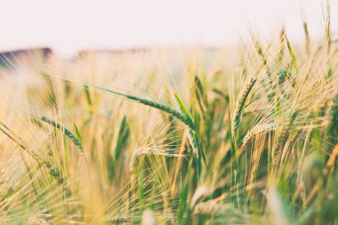 Gün batımında buğdaylı tarla