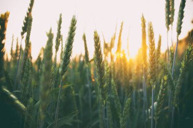 Gün batımında buğdaylı tarla