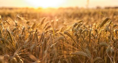 Gün batımında buğdaylı tarla