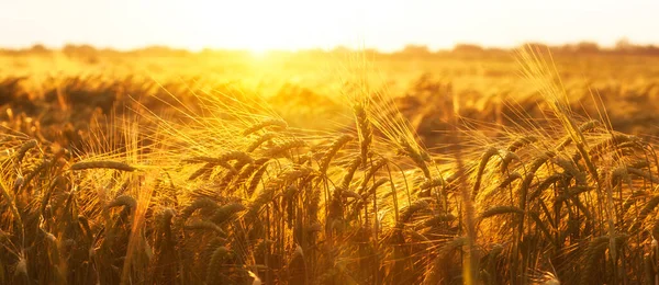 Beautiful Sunset Wheat Field — Stock Photo, Image