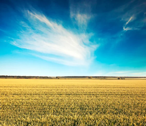 Field Wheat Sunset — Stock Photo, Image