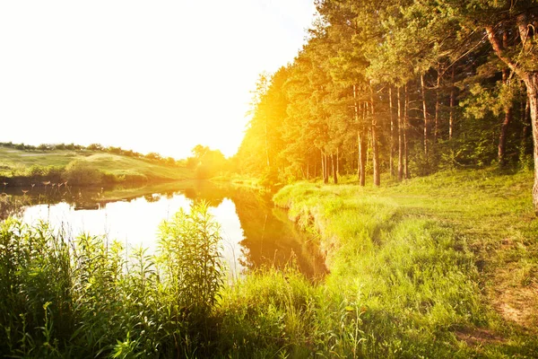 Frumosul Lac Din Apropierea Pădurii — Fotografie, imagine de stoc