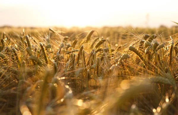 Campo Com Trigo Pôr Sol — Fotografia de Stock