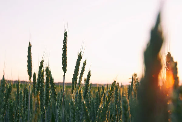 Het Veld Met Tarwe Bij Zonsondergang — Stockfoto