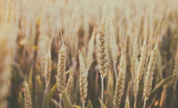 Field Wheat Sunset — Stock Photo, Image