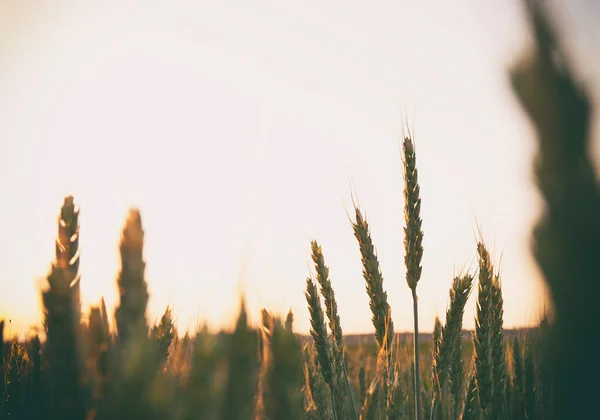 Het Veld Met Tarwe Bij Zonsondergang — Stockfoto