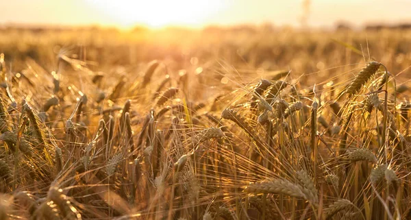 Das Weizenfeld Bei Sonnenuntergang — Stockfoto