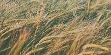 Gün batımında buğdaylı tarla