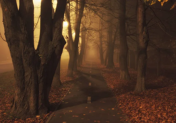 Mistige Asfaltweg Tussen Bomen Nacht — Stockfoto