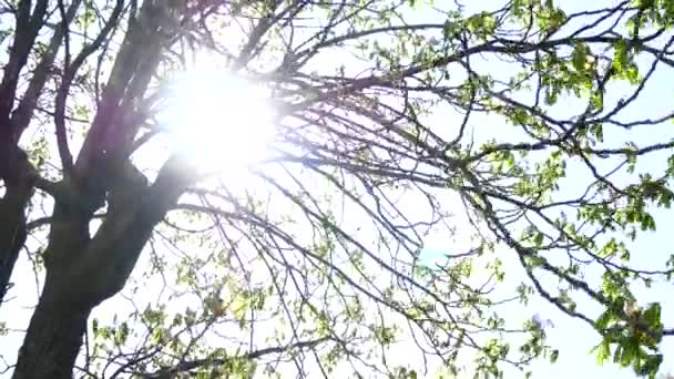 Coroas de enormes árvores castanhas bonitas com luz solar através de folhas verdes de ramos no dia ensolarado da primavera. Início da primavera as folhas da castanha . — Vídeo de Stock