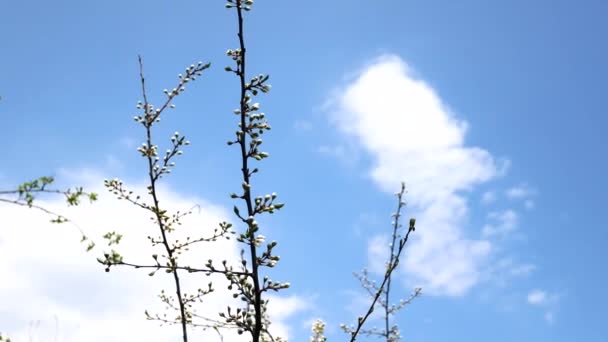 Цветущие фруктовые деревья ранней весной — стоковое видео