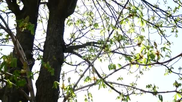 Kronen van enorme prachtige kastanjebomen met zonlicht door groene bladeren van de takken op zonnige lentedag. Vroege voorjaar de bladeren van de kastanje. — Stockvideo