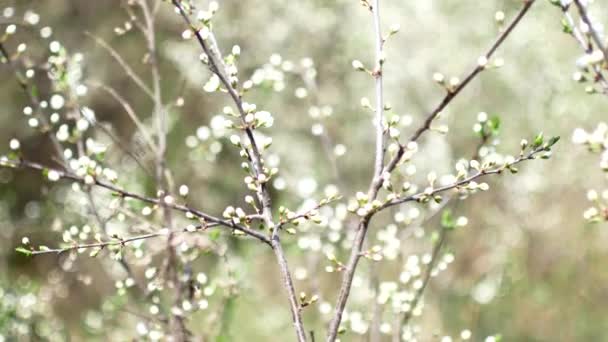 Vroege voorjaar, ongeopende witte bloemen op de takken van een fruitboom. — Stockvideo