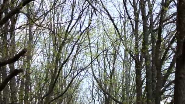 Aleya dans la forêt au début du printemps.Europe . — Video