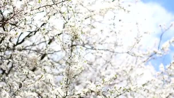 Blühender Obstbaum im zeitigen Frühjahr — Stockvideo