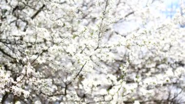 Erken baharda çiçeklenme meyve ağacı