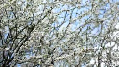 Erken baharda çiçeklenme meyve ağacı