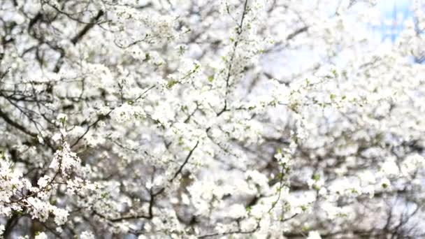 Flowering fruit tree in early spring — Stock Video