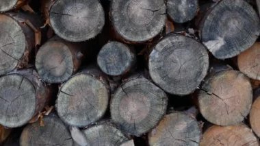 Kıyılmış huş yakacak odun. Yakacak odun yığını. Woodchopping. Parçalanmış ve yığılmış ahşap.