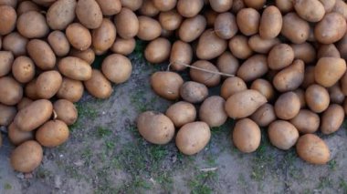 Ülke patates yere dökülür