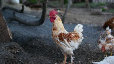 Tavuk yetiştiriciliği yerli kuş. Köyde Tavukçuluk.