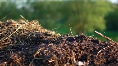 Sinekler gübre yığını bir otur. Kırsal video.