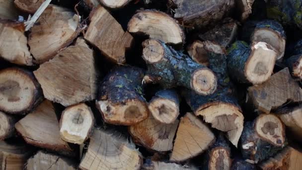 Kıyılmış huş yakacak odun. Yakacak odun yığını. Woodchopping. Parçalanmış ve yığılmış ahşap. — Stok video