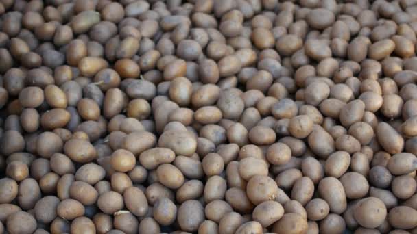 Land aardappelen wordt gegoten op de grond — Stockvideo