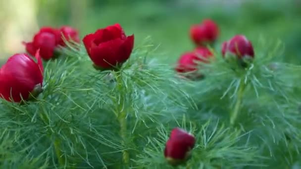 Красные цветы растут в саду — стоковое видео