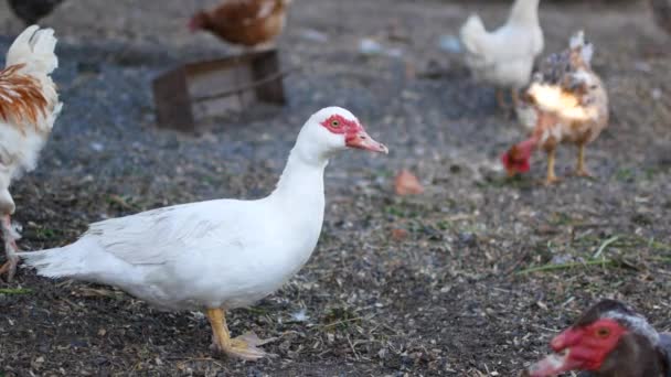 Inhemska Fågeln Kycklinguppfödning Fjäderfäuppfödningen Byn — Stockvideo