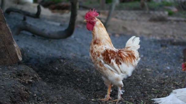 Pájaro doméstico en la cría de pollo. Avicultura en la aldea . — Vídeos de Stock