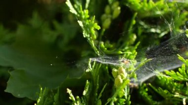 Bahçede yeşil yaprak üzerinde oturan çocuk odası Web Spider.