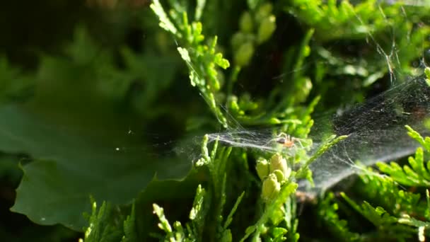 Φυτώριο Αράχνη Web κάθεται στο πράσινο φύλλο στον κήπο. — Αρχείο Βίντεο