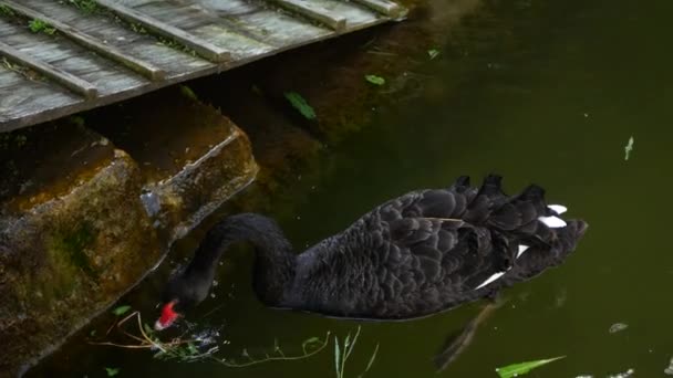 Чорний лебідь плаває в спокійному ставку в парку в 4K — стокове відео