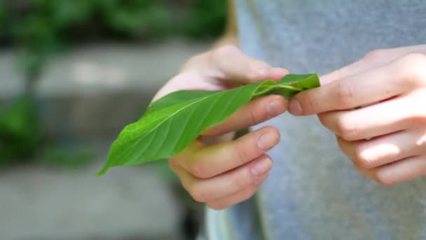 女孩用手指自动地把绿叶撕裂了。 — 图库视频影像