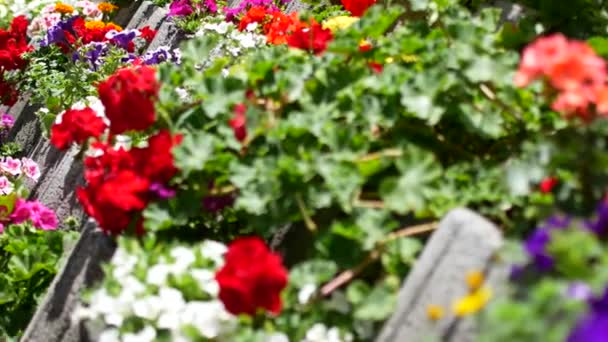 Beautiful red flowers . Flowers in decorative flower beds. — Stock Video