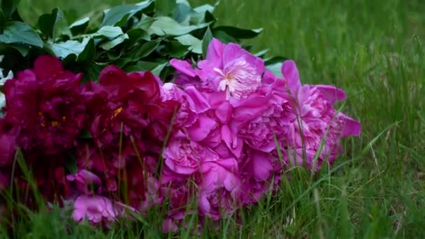 Magenta garden peony Paeonia suffruticosa flowers with grassy lawn in the background — Stock Video