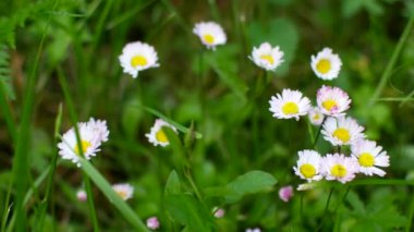 Beyaz papatya alanıyla yaz.