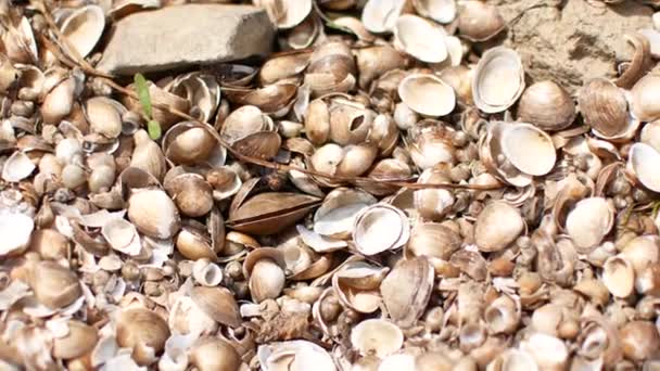 Wet colored seashells on the beach, river. — Stock Video