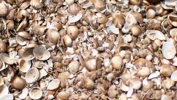 Conchas de mar de colores húmedos en la playa, río . — Vídeos de Stock