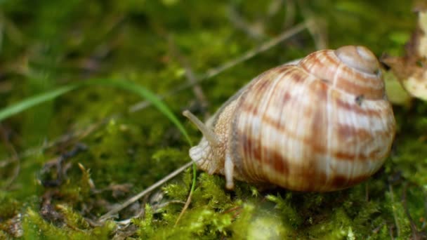 l'escargot rampe dans l'herbe verte 