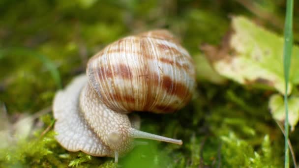 The snail crawls in the green grass — Stock Video