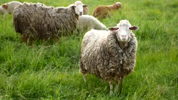 Овцы с ягненком смотрят в камеру и блеют — стоковое видео