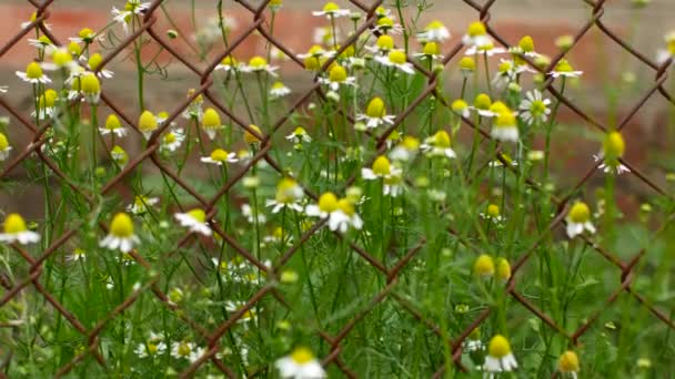 Chamomile grows next to iron mesh — Stock Video