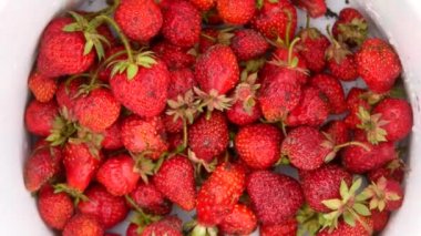 Yaban çileği ile plastik kova