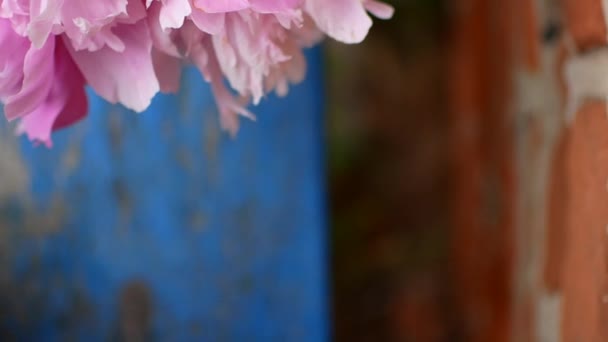 Fleurs dans une cruche à l'extérieur — Video