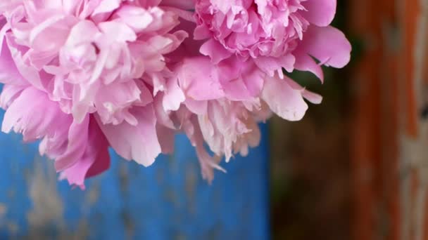 Bloemen in een kruik buitenshuis — Stockvideo