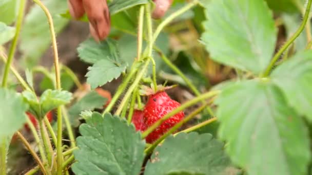 Manual gathering of strawberry on strawberry field — Stock Video